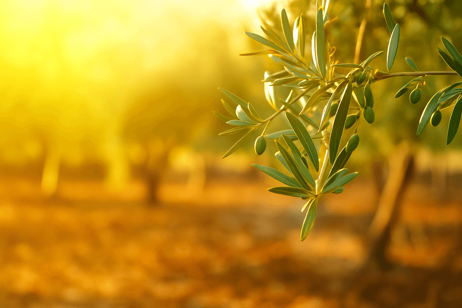 Krk’s Olive Oil: Liquid Gold with a Taste of the Mediterranean